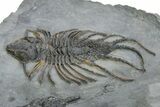 Rare Lichid (Acanthopyge) Trilobite - Issomour, Morocco #350440-5